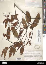 Image result for Malouetia