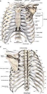 The ribs are the bony framework of the thoracic cavity. Thorax Injury Biomechanics Springerlink