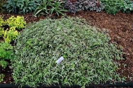 Image result for Oplismenus