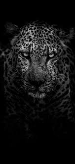 Find cool animal wallpapers hd for iphone. 47 Cool Animal Iphone Wallpapers Wallpaperboat