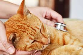 Shipping a pet overseas from the united states. September Is National Animal Pain Awareness Month