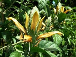 Image result for Anisotes sessiliflorus