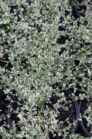Image result for Ceanothus thyrsiflorus