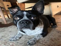 Bully dog look alike french bulldog. Pitbull English Bulldog Mix Pocket Pitbull Miniature Pitbulls