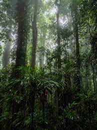 Explore The Land Before Time In Nsw S Dorrigo National Park Grumpy Turtle Creativ Landscape Photography Nature Rainforest Photography Subtropical Rainforest