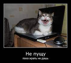Не пущу пока жрать не дашь / котэ (прикольные картинки с кошками) / смешные  картинки и другие приколы: комиксы, гиф анимация, видео, лучший  интеллектуальный юмор.