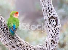Check spelling or type a new query. Peach Faced Lovebird Stock Photos Freeimages Com