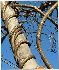 Image result for Tinospora fragosa