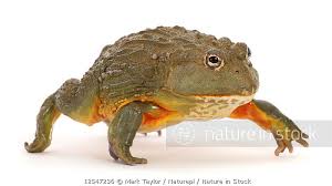 Image result for Pycreus africanus