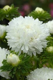 Aster King Size White 100cm 200cm By Height Flowers Kings Seeds Nz Ltd Aster Flower White Flowers White Gardens