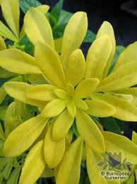 Check spelling or type a new query. Choisya Ternata Sundance From Burncoose Nurseries