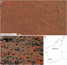 In recent years, jürgens and other researchers have argued. Discovery Of Fairy Circles In Australia Supports Self Organization Theory Pnas