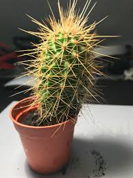 Cactus (notocactus uebelmannia… recommended paper type. Small Columnar Little Guy Id Help Please Cactus