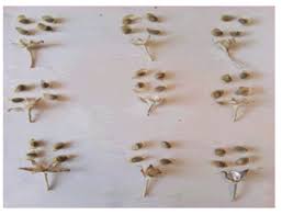 Image result for Astripomoea hyoscyamoides