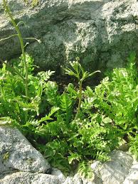 Image result for Capsella