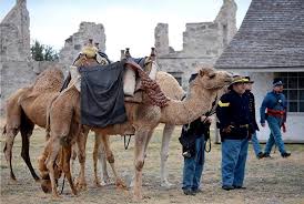 However, crossman's bizarre idea didn't actually. Cameldabble Travelbabble Military And Police Camels