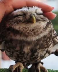 Our obsession with owls, fuelled by the loyal and intelligent pets used by harry and his wizarding pals, continues unchecked. Tiny Owl I Would Love To Ask Him How Many Licks It Takes To Reach The Tootsie Roll Center Of A Tootsie Pop Cute Animals Baby Owls Owl