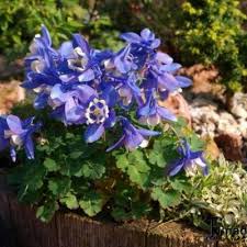 Image result for Aquilegia flabellata ministar