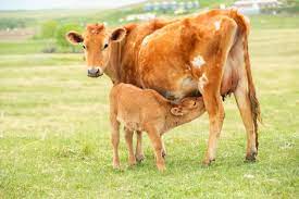 Psychotic Cow Who Attacked Was Trying To Save Her Baby Peta