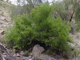 Image result for Searsia marlothii