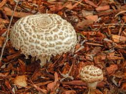 Parasol Mushrooms Stuffed Mushrooms Parasol Wild Mushrooms