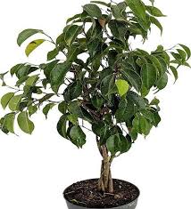 Image result for F kus Ficus