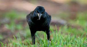 Check spelling or type a new query. Great Tailed Grackle Audubon Field Guide