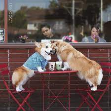 Tap the link below to shop our feed. Geordi La Corgi On Instagram On A Hot Date With Bobthefluffycorgi Also Getting Strong Vibes Of Disapproval From That Lady In Corgi Cute Corgi Pretty Dogs