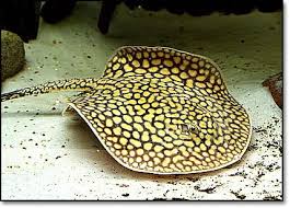 Potamotrygon Henlei Stingray Fish Beautiful Sea Creatures Underwater Animals