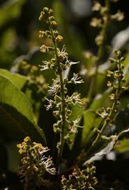 Image result for Pappea capensis