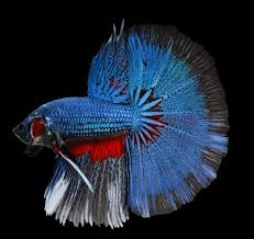 Betta Fish Tail Types Japanesefightingfish Org