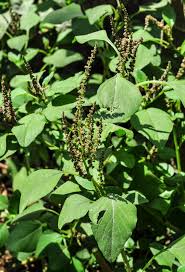What thotakuras have visited this page? Amaranthus Viridis Wikipedia