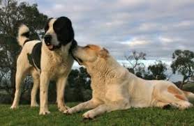 Alabai puppies central asian shepherd dog for sale. Central Asian And Anatolian Shepherd Dogs Janedogs