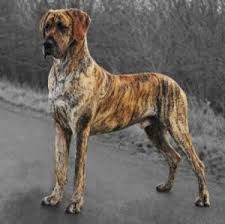 So Handsome Brindle Great Dane Dane Dog Dane Puppies Brindle Great Dane