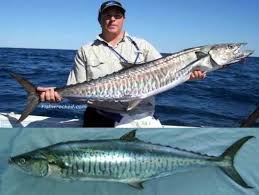 Ikan Tenggiri Scomberomorus Commersoni Biota Dunia Perairan