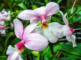 Image result for Calanthe