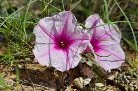 Image result for Ipomoea bolusiana