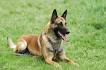 - Florida Belgian Malinois Rescue - ADOPTIONS - Rescue Me!