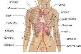 Innere organe, organsystem anatomie des menschlichen körpers, organe, anatomie, knochen png. Stoffwechsel Anatomie Funktion Beschwerden Krank De