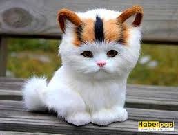 En Guzel 31 Kedi Ve Onlarin Tatli Sirin Fotograflari Haberpop