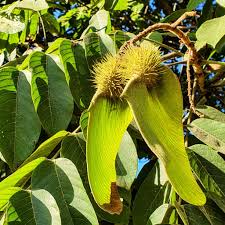 Image result for Centrolobium robustum