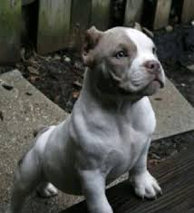 Pin By Trinity Hickman On Adorable Pitbull Dog Pitbulls Dogs