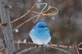 Learn more about the great state of nevada below! Mountain Bluebird Attracting Birds Birds And Blooms