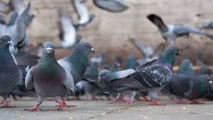15 Incredible Facts About Pigeons Mental Floss