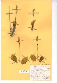 Image result for Liparis deistelii