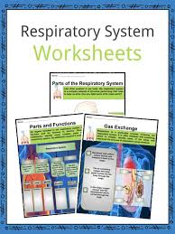 Try inhaling very deeply and saying the names of all the kids in your class — how far can you get without taking the next breath? Respiratory System Facts Worksheets Parts Functions For Kids