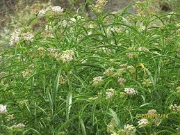 Image result for Asclepias foliosa