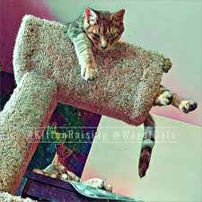 However, cats with gorgeously tufted ears really do stand out from the crowd. American Ringtail Cats From The Shelter The Way Of Cats