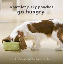 When observing the dog's behavior, check if your dog won't eat anything or won't eat some type(s) of food. My Dog Won T Eat 5 Things To Help Even The Pickiest Pooch Love His Food Care Com