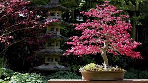 Lovely japanese garden , though quite small. Outdoor Bonsai Die Besten Sorten Fur Den Garten